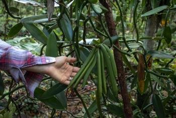 Tour y degustación de Vainilla & Chocolate, Manuel Antonio, Costa Rica